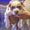 Bully pups for forever  11 weeks old!