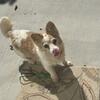 Senior dogs need a good home