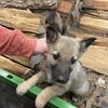German Shepherd Puppies-Genetically health screened parents- AKC registrable