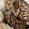 Bengal kittens we have a litter ready now