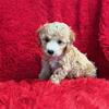 Shih-Poo Puppies