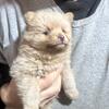 Pomeranian puppy’s