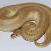 Ball Python Proven Male