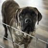 Beautiful Three Year Old Fixed Male Brindle English Mastiff Looking For New Home!!