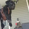 Black 8 week CANE CORSO 