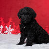 Lacy - Portuguese Water Dog for Sale