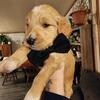 Golden doodle puppy