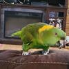 Yellow Nape Amazon Parrot