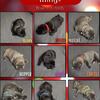 Cane Corso Puppies - Ready 2/27/2026