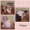 Cfa Persian cat , excellent pedigree
