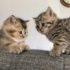 Purebred Scottish Kittens 