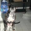 Rehoming pitbull mix