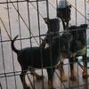 AKC  TOY MANCHESTER TERRIER