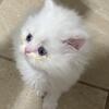 Half Himalayan half Persian female kitten. 