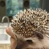 Hedgehog Male Adult