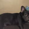 Female French bulldog house trained 1yr old
