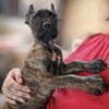 Cane Corso Full Blooded Champion Bloodline ICCF Registered. Available Now