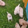 Golden Retriever puppies