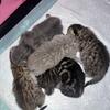 Scottish fold kittens 