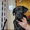 Patterdale Terrier puppies