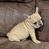 Female French bulldog