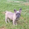 12 week old French bulldog puppy 