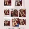 Goldendoodle puppies 