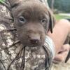 AKC Registered Lab Puppies 
