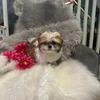 Micro Mini Sparkle Shih Tzu 💖 