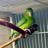 Bonded Young Parrotlet Pairs