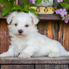 Adorable Tiny ACA Maltese Puppy 