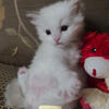 Amazing ragdoll kittens for sale