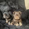 chocolate yorkies and parti yorkie puppies