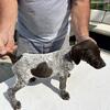 AKC German shorthair pointer Female 
