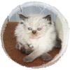 Himalayan Kitten Beauty