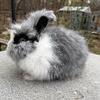 English Angora Bunnies