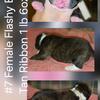 #7 Female Brindle Boxer AKC Limited  Registration Tan Ribbon $1700  