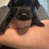 AKC Pointing Labs 
