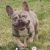 Bronx Sable french bulldog STUD