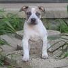 Ariel - XL American Bully - ABKC