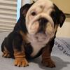 English Bulldog