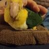 Caiques Parrots - Baby Bird