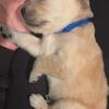 AKC Registered Golden Retriever Puppies