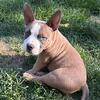 American Bully Micro