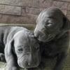 Weimaraners 
