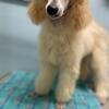 Standard poodle puppy