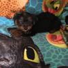 Yorkie puppy’s