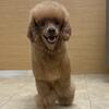 Red mini poodle stud