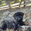 Expecting Giant Schnauzer Puppies