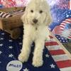 Standard Poodle